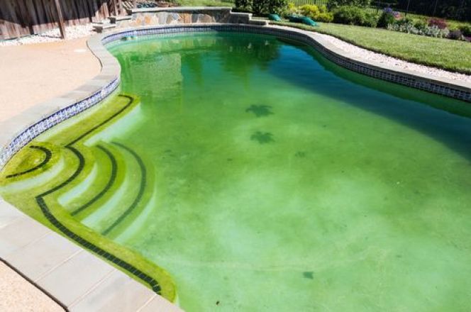 Comment venir à bout de l’eau verte pour votre piscine ?