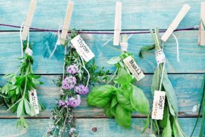 conserver ses plantes aromatiques