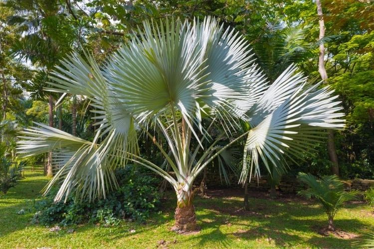 Comment intégrer des palmiers dans votre jardin ?