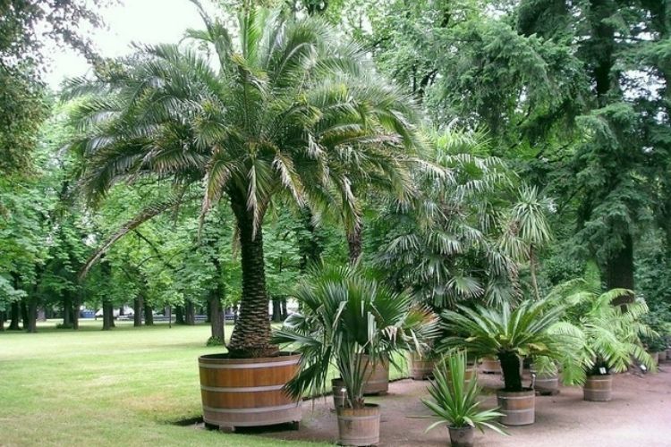 tout savoir sur les palmiers de jardin